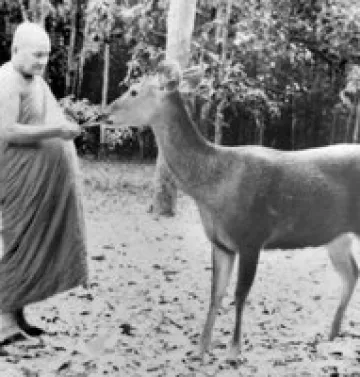 Ajahn Chah 06